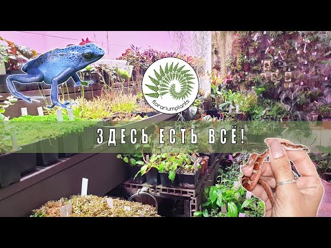 Видео: Florarium Plants/Поймала змею!/Магазин в котором есть всё.