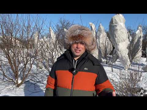 Видео: Когда ОБРЕЗАТЬ плодовые деревья и кустарники? Последствия обрезки ЗИМОЙ.