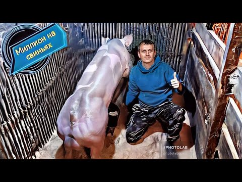 Видео: Купили новую тачку! Искусственное осеменения свиноматки. 