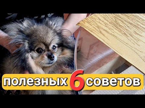 Видео: Как ухаживать за шерстью шпица в период линьки?
