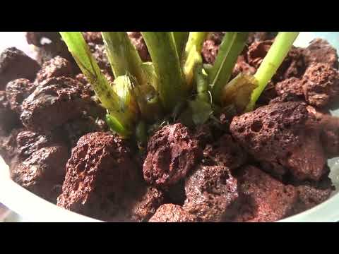 Видео: Мои масдеваллии...быстрый взгляд.