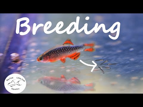 Видео: Разведение данио Celestial Pearl | Galaxy Rasbora