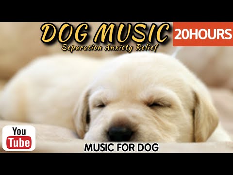 Видео: 20 часов любимой музыки собак🐶💖Музыка для сна собак 🐶🎵 Музыка для снятия беспокойства при разлуке🎵