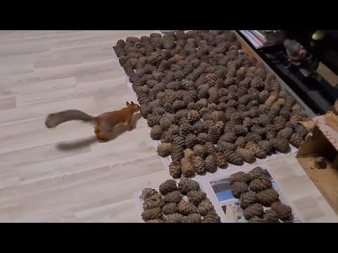 Видео: Белка и орехи (Новая партия кедровых шишек) 🐿️ Squirrel and nuts