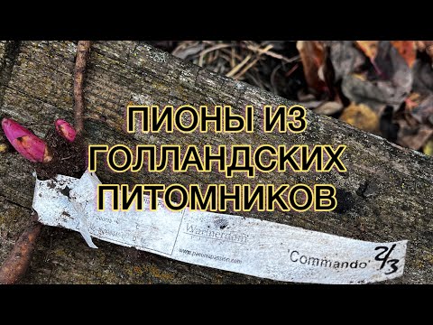 Видео: РАСПАКОВКА. Пионы из знаменитого голландского питомника «W.», а так же из других.