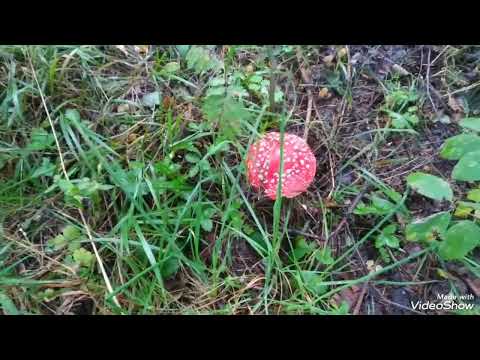 Видео: В лес по грибным следам