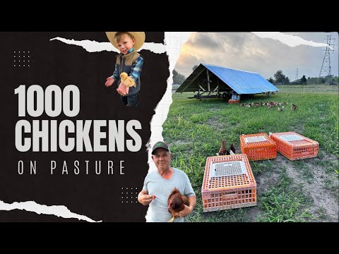 Видео: Как мы вырастили 1000 кур на пастбище