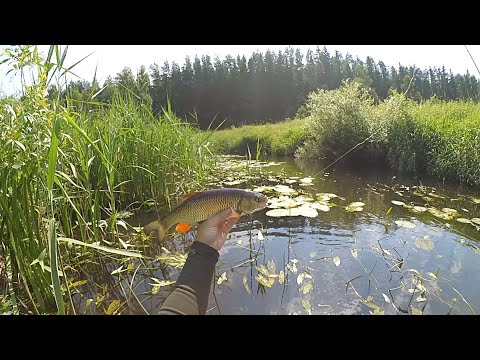 Видео: Голавль на муху. Лето. Иван-чай. Земляника. Рыбалка на малой реке. Summer. Fly fishing for chub..