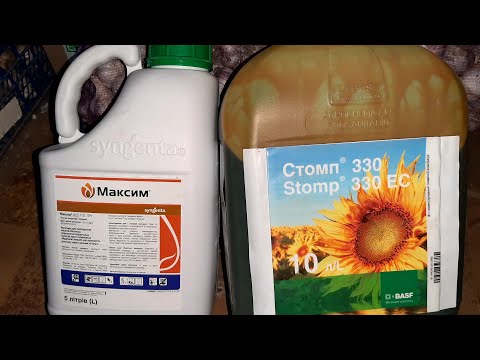 Видео: Готовимся к новому сезону выращивания чеснока. Посадочный материал, протравитель и борьба сорняками!