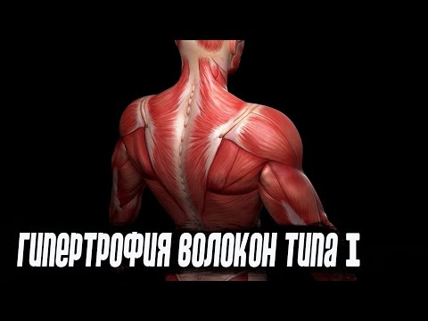 Видео: Целевая гипертрофия волокон типа I. Нужно ли работать на медленные волокна?