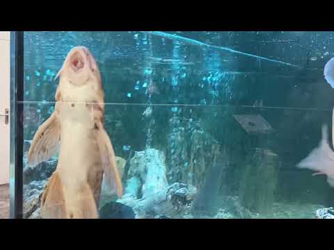 Видео: Goldfish🐠🐠🐠🐠🐠, золотые рыбки,АКВАРИУМ,поют золоты