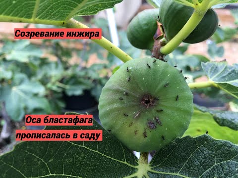 Видео: Ficus carica, figs. Инжир. Зреют Grosse Rouge de Rochmenie, GdL, Noire de Caromb. Второй вылет осы.