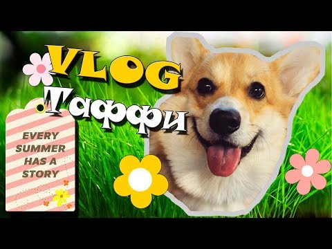 Видео: День глазами Корги! / VLOG
