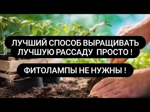 Видео: Как сажать вырастить крепкую здоровую хорошую рассаду томатов перца цветов и др Лучший грунт