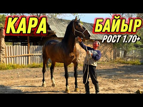 Видео: КАРА БАЙЫРДЫН ЧОҢУ 1.70 🤯 #байтв 