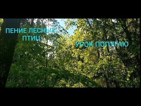 Видео: ПЕНИЕ ЛЕСНЫХ ПТИЦ. УРОК 6. УЧИМ ПОПУГАЯ ПЕТЬ КРАСИВЫЕ ТРЕЛИ!