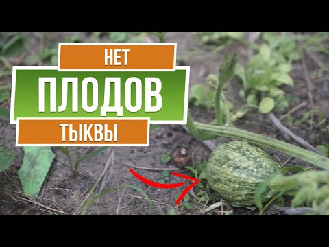 Видео: Почему на тыкве нет завязей ☘ Основные причины отсутствия завязей