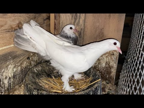 Видео: Настоящие Бакинские голуби | Тяжело в начале, но результат того стоит 11.05.23