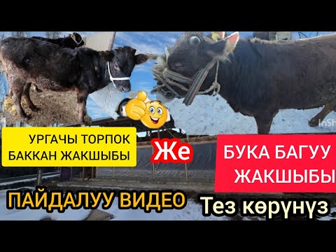 Видео: Сарай 14/6  БУКА БАККАН ЖАКШЫБЫ ЖЕ УРГАЧЫ ТОРПОКТОР БУ КАЙСЫНЫСЫ ПАЙДАЛУУ