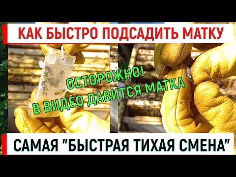 Видео: Как быстро подсадить матку. Самая "быстрая тихая смена".