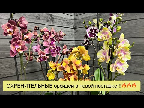 Видео: НЕРЕАЛЬНАЯ поставка цветущих орхидей из Голландии в @zeboorhids 🔥🔥🔥