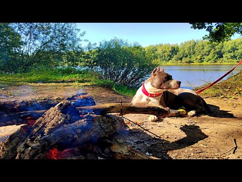 Видео: НА 4 ДНЯ В ДИКИЕ МЕСТА НА РЕКЕ ВОЛХОВ