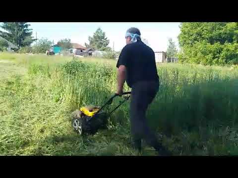 Видео: CHAMPION  мод :5640 . Первый пробный покос запущеной травы, 09.06.2023 г