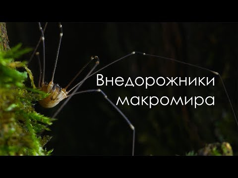 Видео: Внедорожники макромира. Сенокосцы