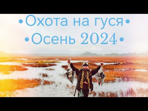 Видео: Охота на гуся ОСЕНЬ 2024!!! Карелия!!! #goosehunt #hunting #охота #охотанагуся