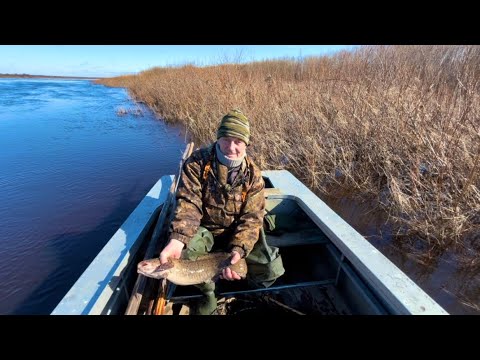 Видео: Вот это налим попался! Рыбалка на фитиль и сети на севере. Утки все еще летают.