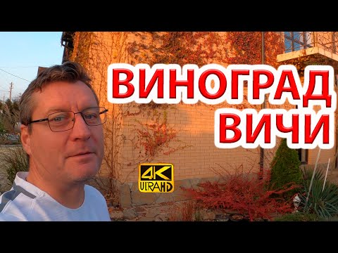 Видео: Девичий виноград Вичи (триостренный) разрушает дома? Мифы и реальность.
