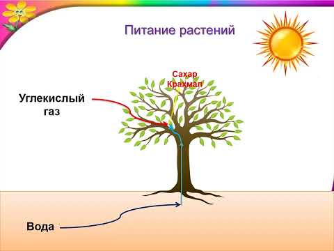 Видео: Солнце, растения и мы с вами