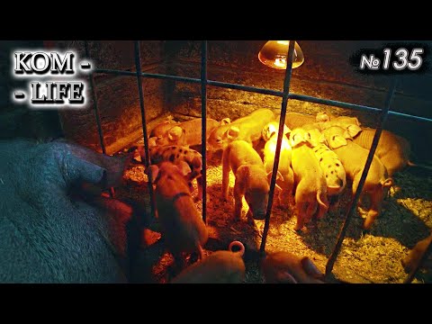 Видео: Рекордный опорос за 2️⃣0️⃣ лет!