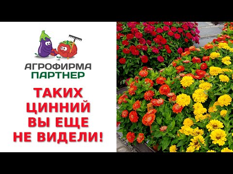 Видео: ТАКИХ ЦИННИЙ ВЫ ЕЩЕ НЕ ВИДЕЛИ!