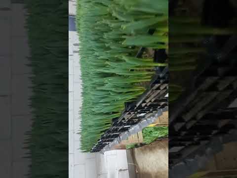 Видео: некроз тюльпанов. опрыскивание..