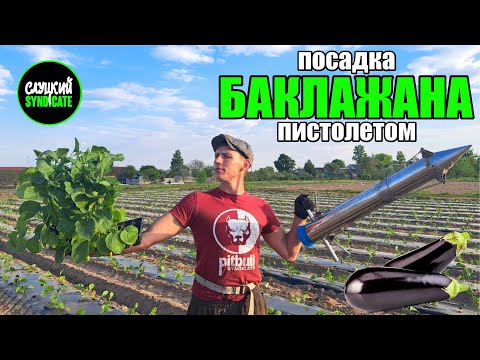 Видео: посадка БАКЛАЖАНА в открытый грунт