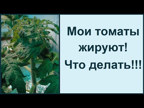 Видео: Скручивание листьев помидор - это жирование томатов - быстро устраняем!