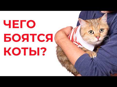 Видео: Чего БОЯТСЯ КОШКИ БОЛЬШЕ ВСЕГО. 11 главных страхов котиков