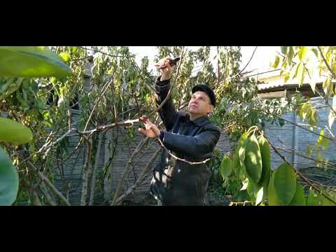 Видео: Обрезка инжира на урожай.Виды обрезки