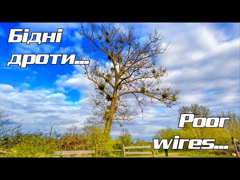 Видео: МЕГА епічна тополя та декілька лип A MEGA epic poplar and several lindens