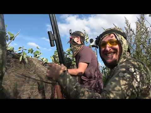 Видео: Охота на вяхиря на овсах #6 Тысячная стая