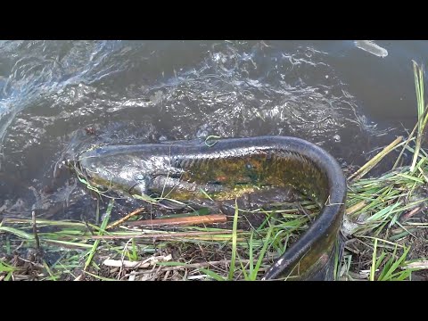 Видео: Тут клюють соми