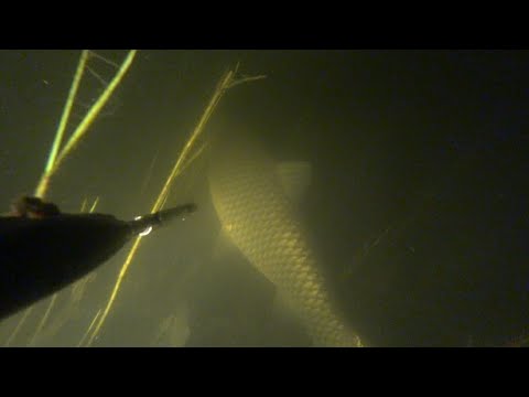 Видео: подводная охота, маныч. трофейный белый амур.