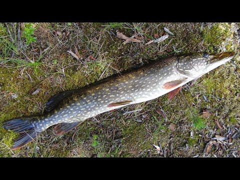 Видео: Знакомство с Карелией. Марс атакует. Часть 2