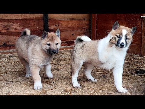 Видео: Щенок Яра покидает стаю лаек