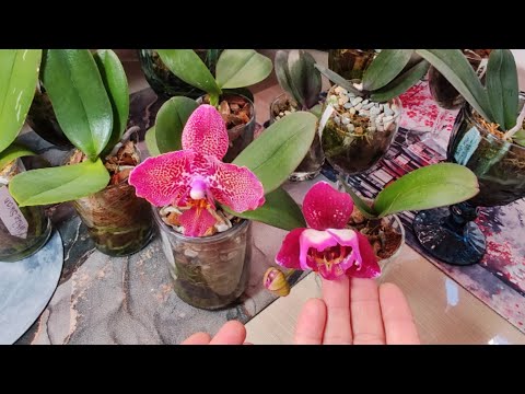 Видео: #45 Проблемные малявки 🌿  Очередная пересадка🪴