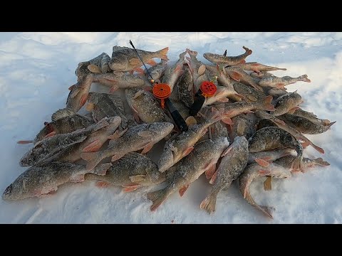 Видео: ЗАЧЁТНЫЕ ГОРБАЧИ, МОРДАТЫЕ ЯЗИ И ОТМЕННАЯ СОРОГА (ПЛОТВА) ПОРАДОВАЛИ НА РЫБАЛКЕ В ГЛУХОЗИМЬЕ!