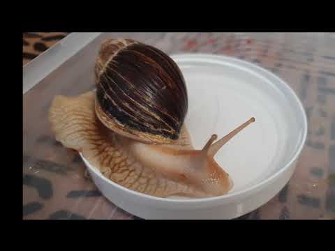 Видео: улитка ахатинка пьет воду