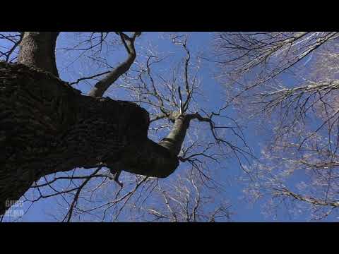 Видео: Ахуны - Сосновка - Барковка, прогулка по Пензенским окраинам.