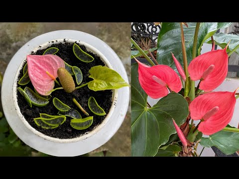 Видео: Еще один отличный способ использовать алоэ вера — размножить пестиками антуриума.